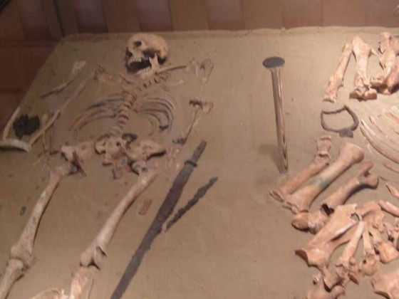 Avar harcos és lova csontjai a Damjanich János Múzeumban