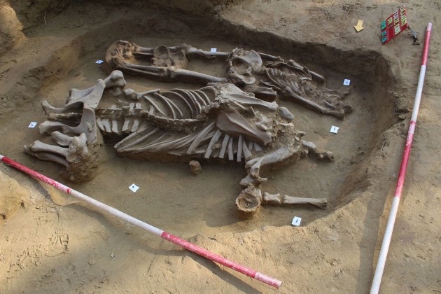 Avar temetkezés feltárása / fotó: Göcseji Múzeum